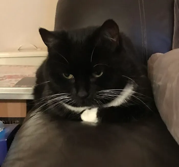 Lollie.  Don't Let That Placid Look Fool You; The Front Bit Of Her Is Very Sharp.