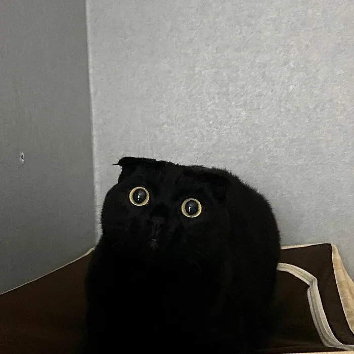 This Black Cat Is So Adorable And Quirky He’s Taking Over Instagram (40 Pics)