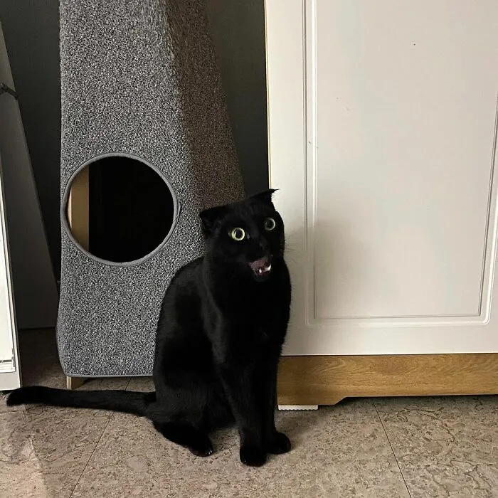 Este gato negro es tan extrañamente adorable que está conquistando Instagram