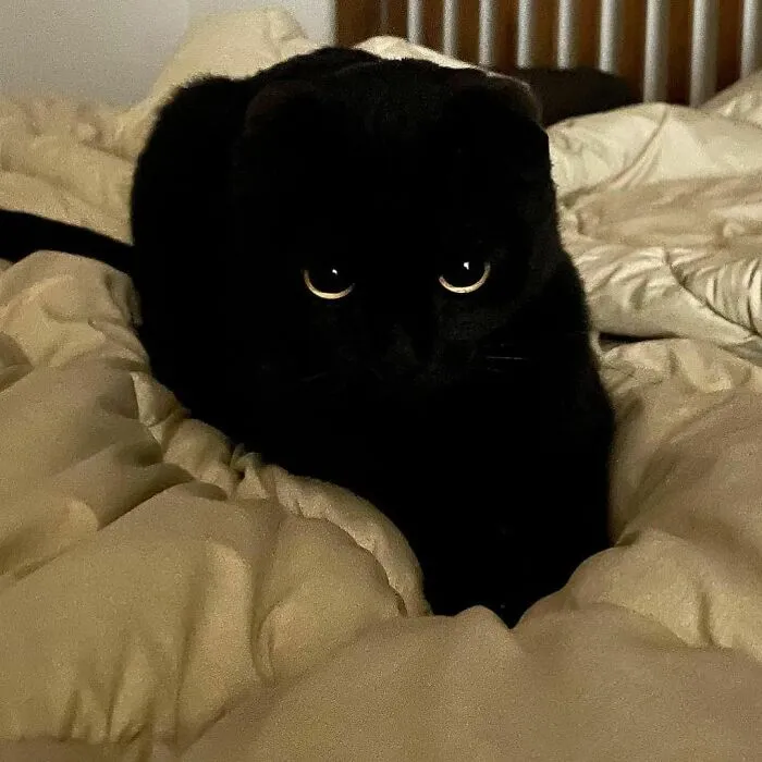 Este gato negro es tan extrañamente adorable que está conquistando Instagram
