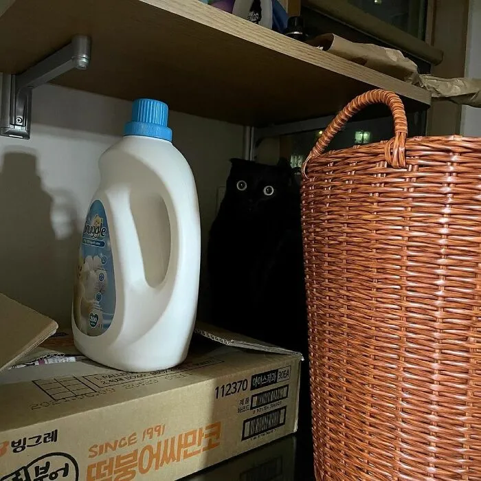 Este gato negro es tan extrañamente adorable que está conquistando Instagram