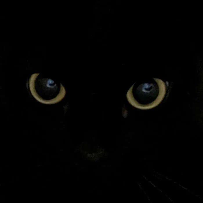 Este gato negro es tan extrañamente adorable que está conquistando Instagram