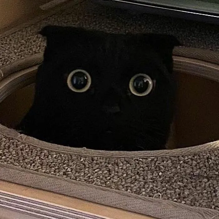 Este gato negro es tan extrañamente adorable que está conquistando Instagram