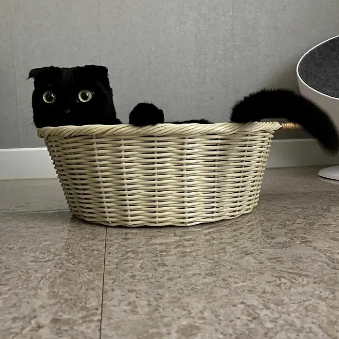 This Black Cat Is So Adorable And Quirky He’s Taking Over Instagram (40 Pics)