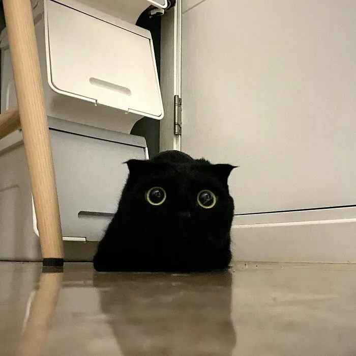 Este gato negro es tan extrañamente adorable que está conquistando Instagram