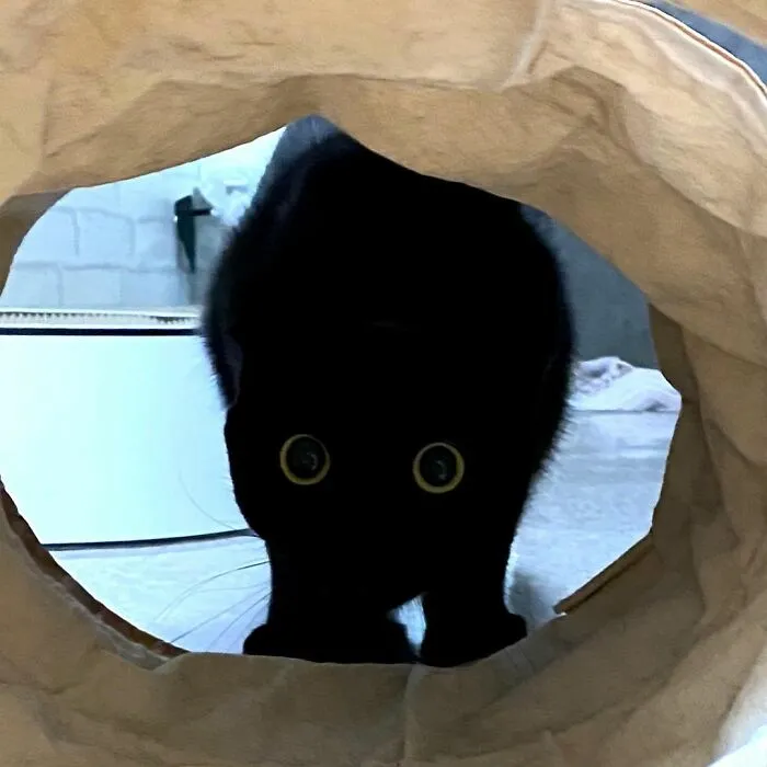 Este gato negro es tan extrañamente adorable que está conquistando Instagram