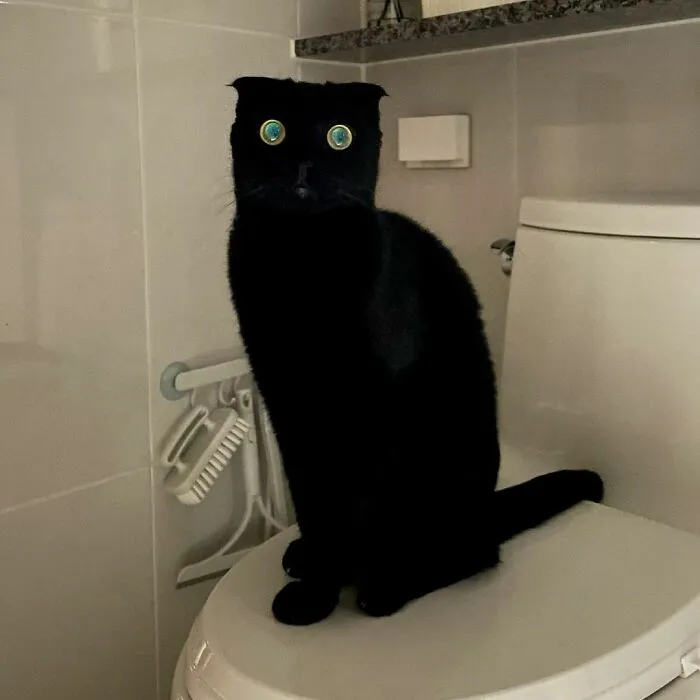 This Black Cat Is So Adorable And Quirky He’s Taking Over Instagram (40 Pics)