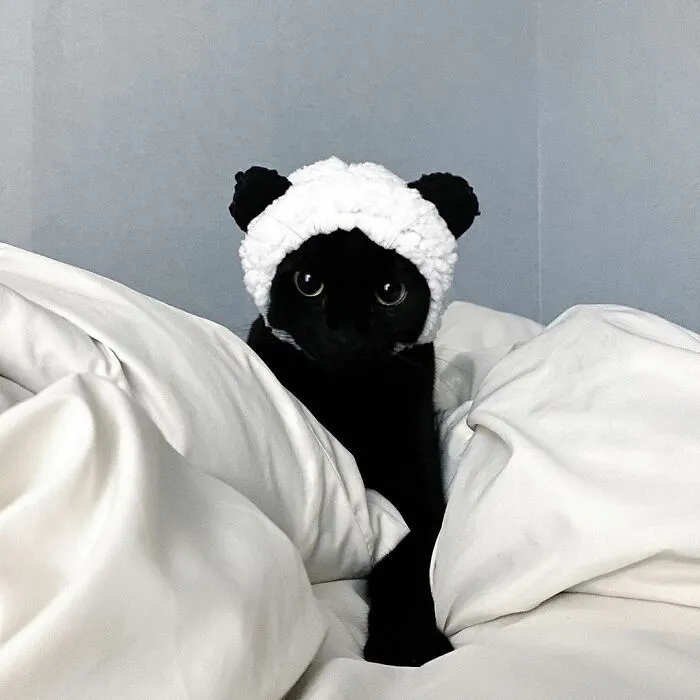 This Black Cat Is So Adorable And Quirky He’s Taking Over Instagram (40 Pics)