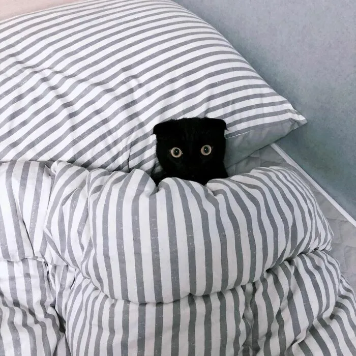 This Black Cat Is So Adorable And Quirky He’s Taking Over Instagram (40 Pics)