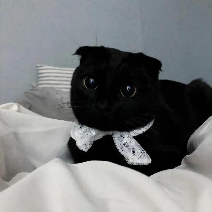 This Black Cat Is So Adorable And Quirky He’s Taking Over Instagram (40 Pics)