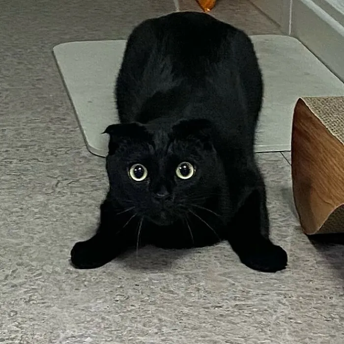 Este gato negro es tan extrañamente adorable que está conquistando Instagram