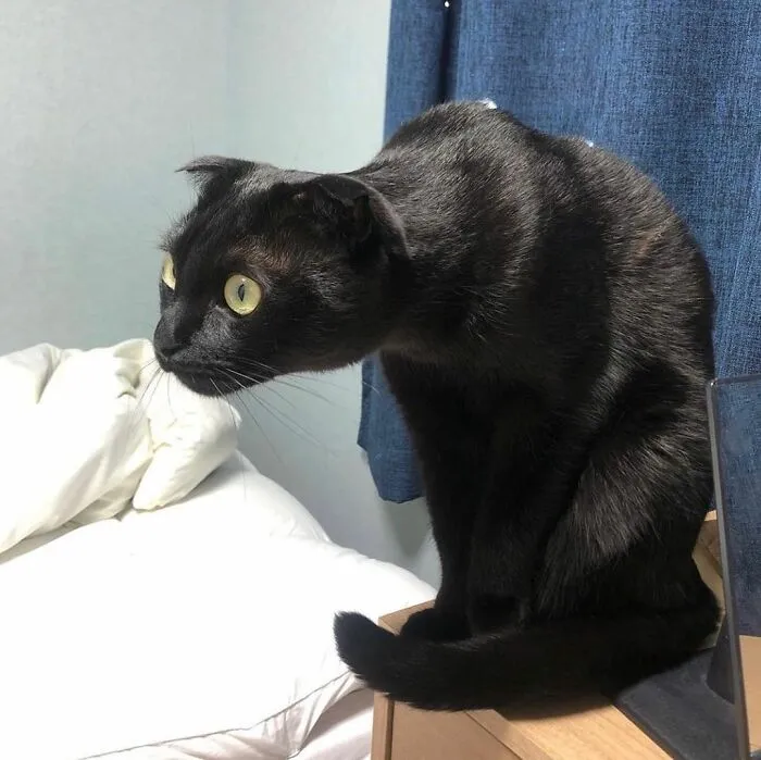 This Black Cat Is So Adorable And Quirky He’s Taking Over Instagram (40 Pics)