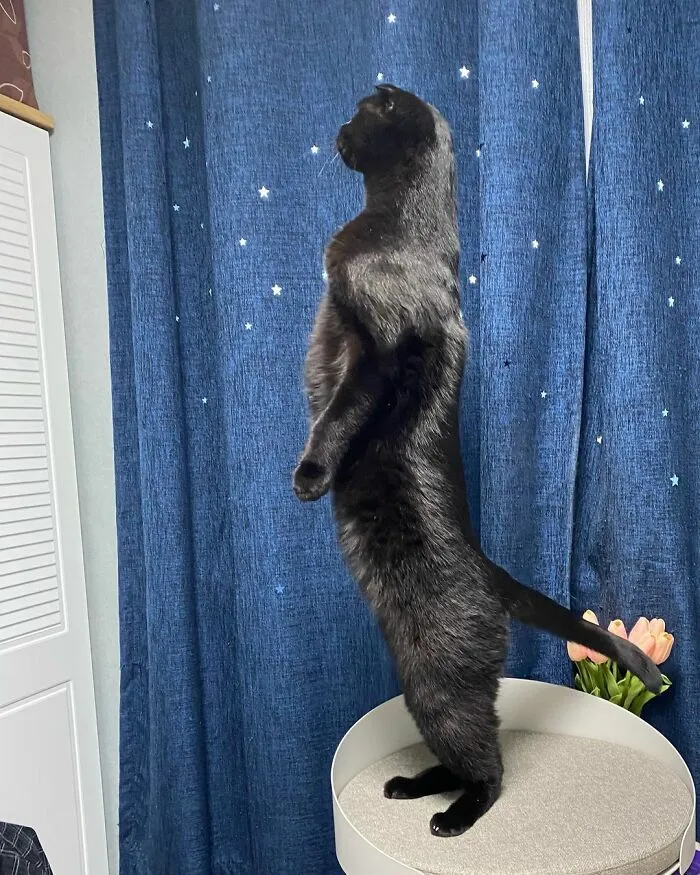 Este gato negro es tan extrañamente adorable que está conquistando Instagram