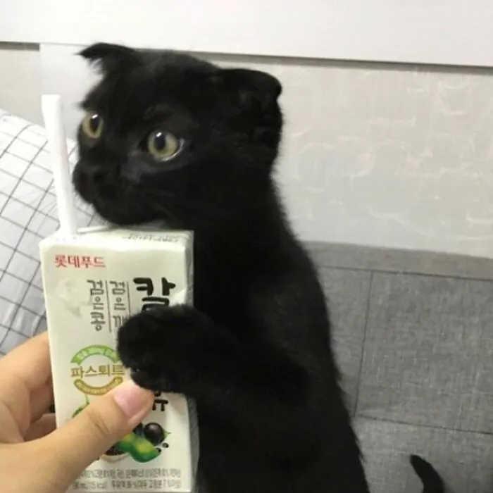 Este gato negro es tan extrañamente adorable que está conquistando Instagram