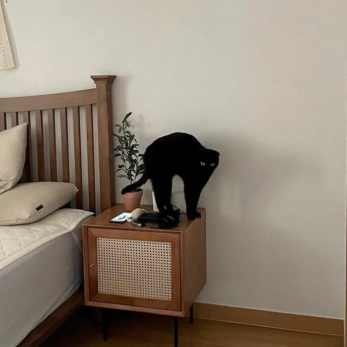 Este gato negro es tan extrañamente adorable que está conquistando Instagram