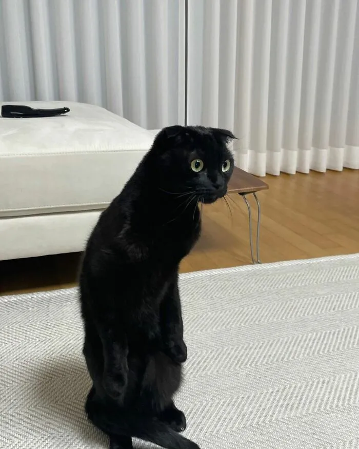 Este gato negro es tan extrañamente adorable que está conquistando Instagram