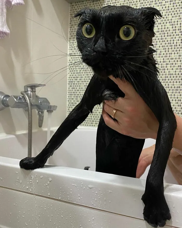 This Black Cat Is So Adorable And Quirky He’s Taking Over Instagram (40 Pics)