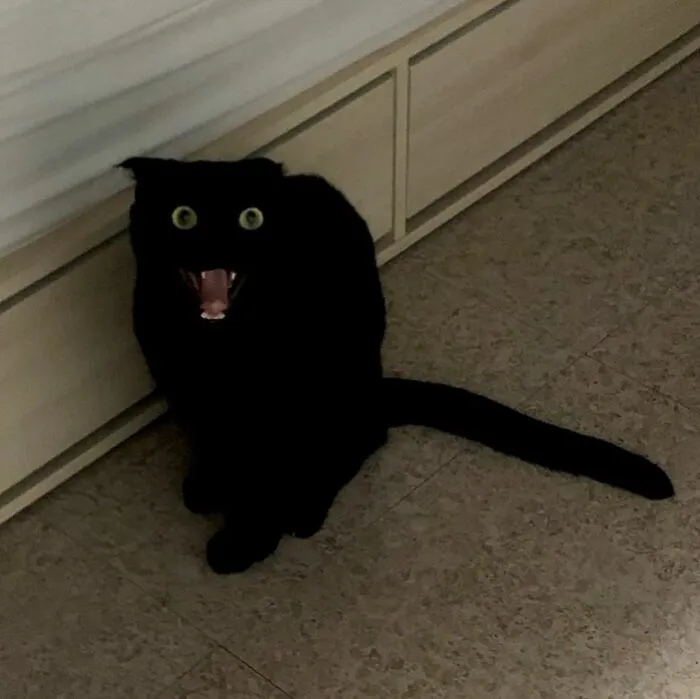 Este gato negro es tan extrañamente adorable que está conquistando Instagram
