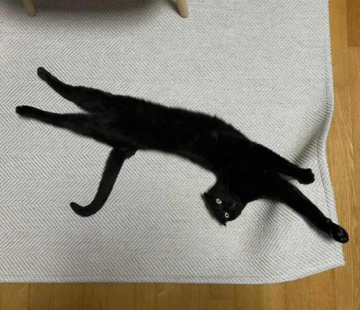This Black Cat Is So Adorable And Quirky He’s Taking Over Instagram (40 Pics)