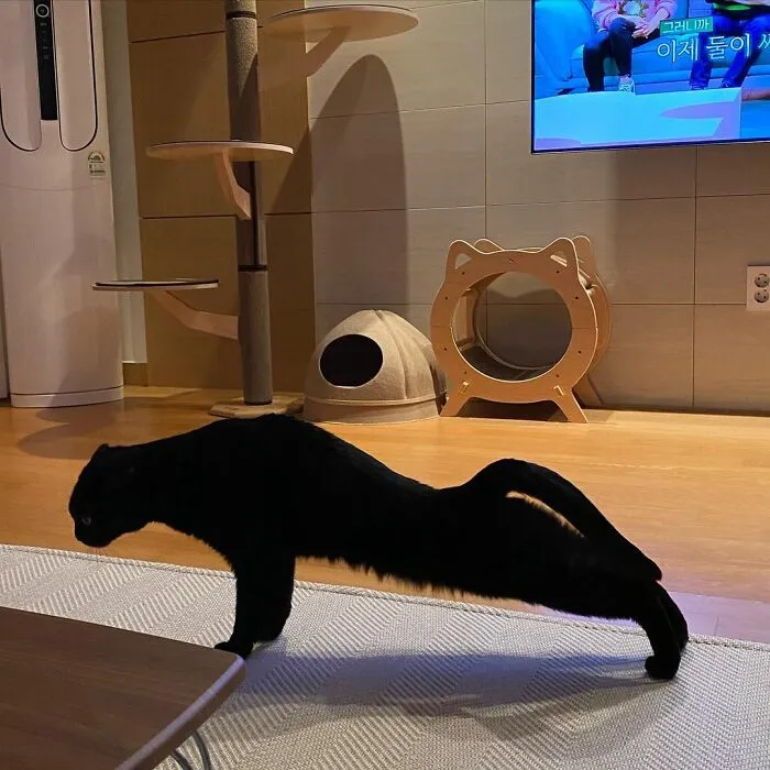 This Black Cat Is So Adorable And Quirky He’s Taking Over Instagram (40 Pics)