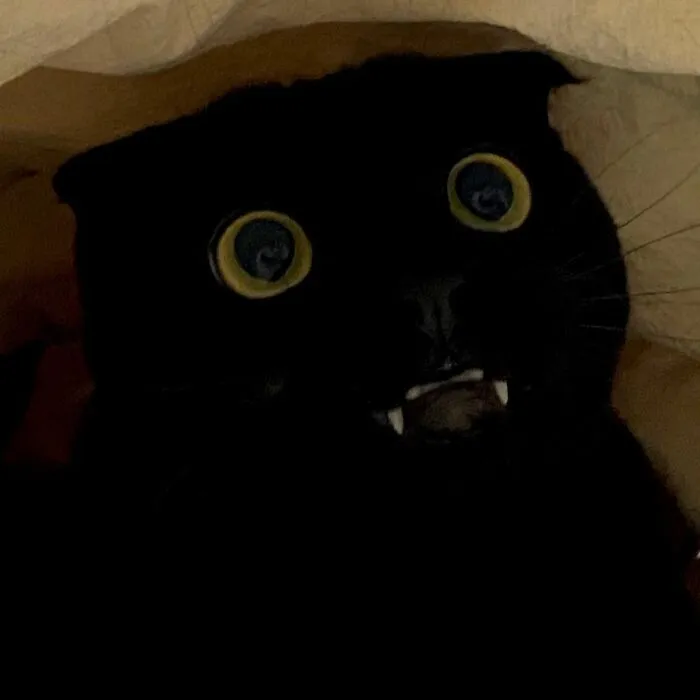 This Black Cat Is So Adorable And Quirky He’s Taking Over Instagram (40 Pics)