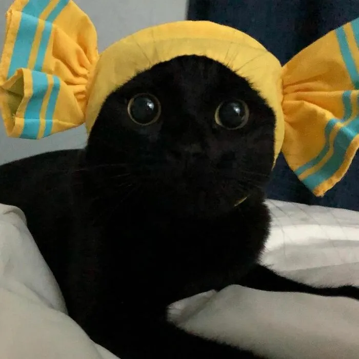Este gato negro es tan extrañamente adorable que está conquistando Instagram