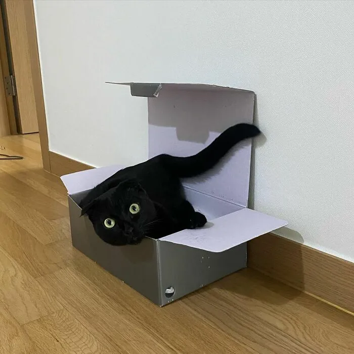 Este gato negro es tan extrañamente adorable que está conquistando Instagram