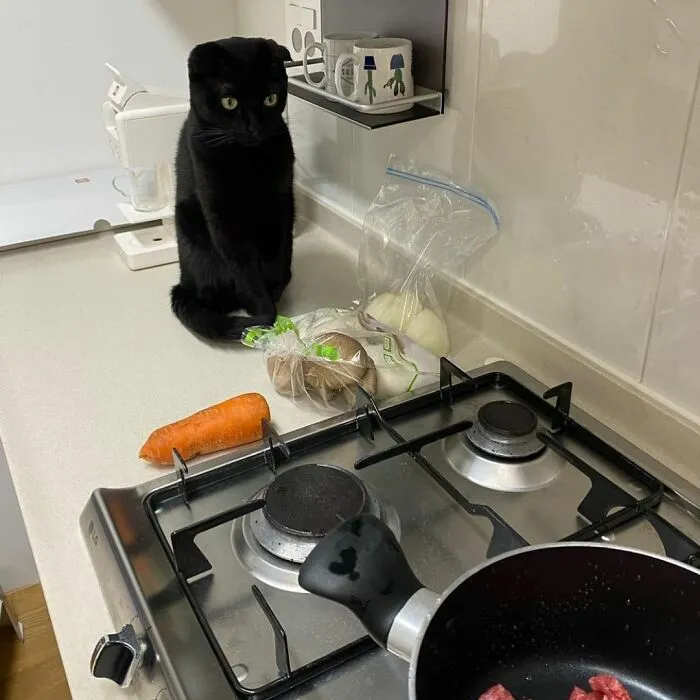 Este gato negro es tan extrañamente adorable que está conquistando Instagram