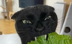 This Black Cat Is So Adorable And Quirky He’s Taking Over Instagram (40 Pics)