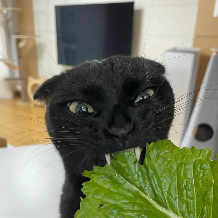 This Black Cat Is So Adorable And Quirky He’s Taking Over Instagram (40 Pics)