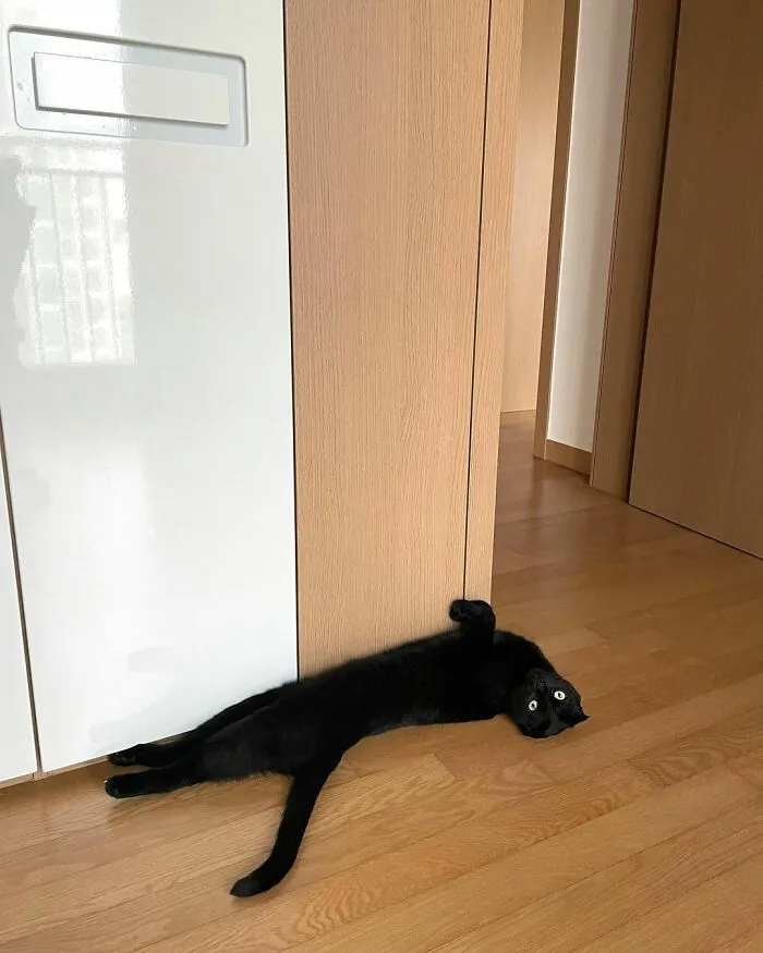 This Black Cat Is So Adorable And Quirky He’s Taking Over Instagram (40 Pics)