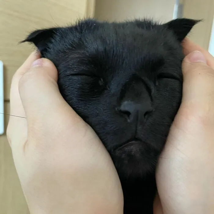 This Black Cat Is So Adorable And Quirky He’s Taking Over Instagram (40 Pics)