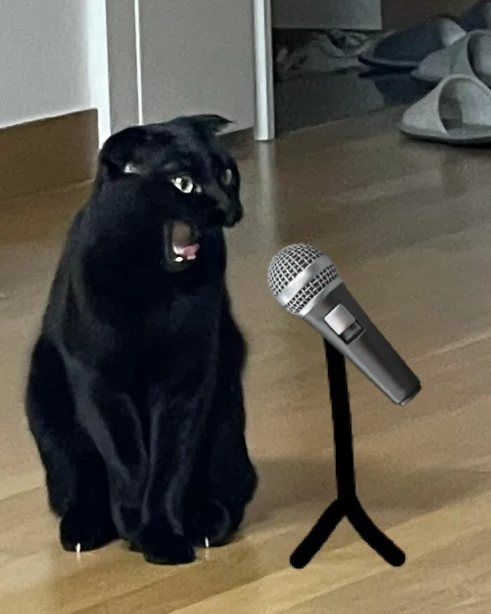 This Black Cat Is So Adorable And Quirky He’s Taking Over Instagram (40 Pics)