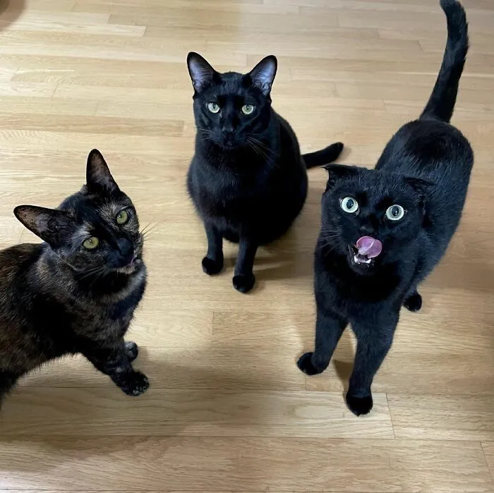 This Black Cat Is So Adorable And Quirky He’s Taking Over Instagram (40 Pics)