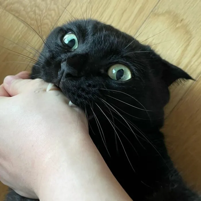 Este gato negro es tan extrañamente adorable que está conquistando Instagram