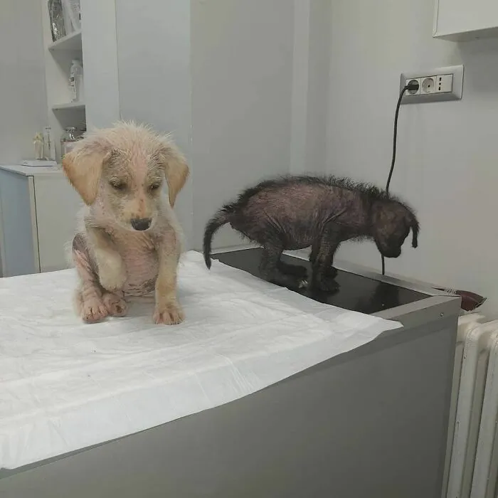 Serbian Man Started A Shelter With His Mother Over 20 Years Ago, Now He's Taking Care Of More Than A Thousand Dogs