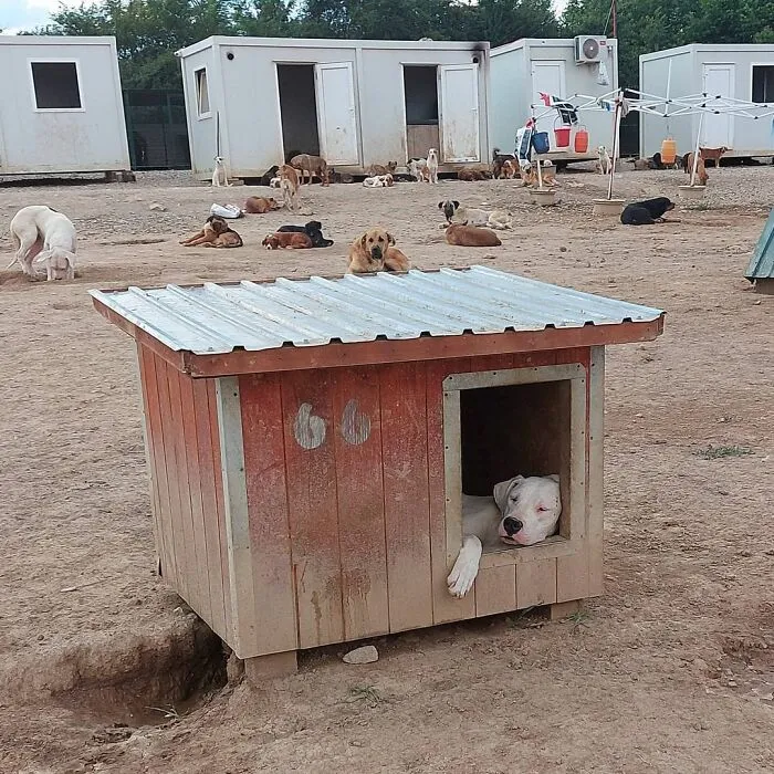 Serbian Man Started A Shelter With His Mother Over 20 Years Ago, Now He's Taking Care Of More Than A Thousand Dogs