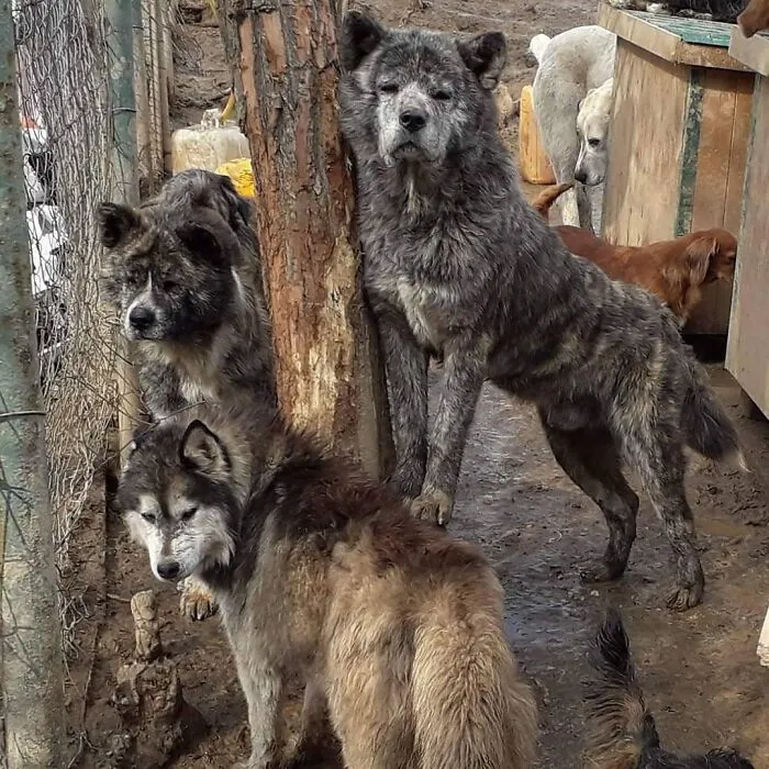 Serbian Man Started A Shelter With His Mother Over 20 Years Ago, Now He's Taking Care Of More Than A Thousand Dogs