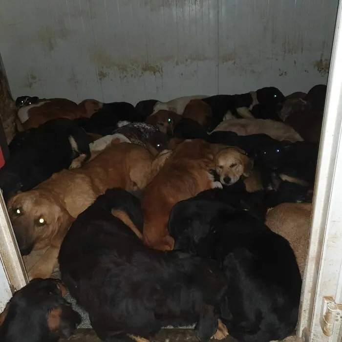 Serbian Man Started A Shelter With His Mother Over 20 Years Ago, Now He's Taking Care Of More Than A Thousand Dogs