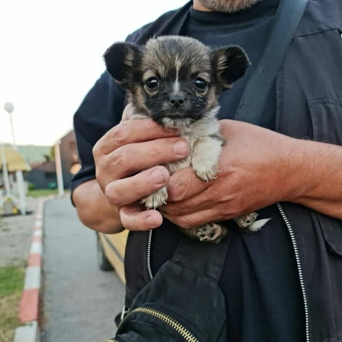 Serbian Man Started A Shelter With His Mother Over 20 Years Ago, Now He's Taking Care Of More Than A Thousand Dogs