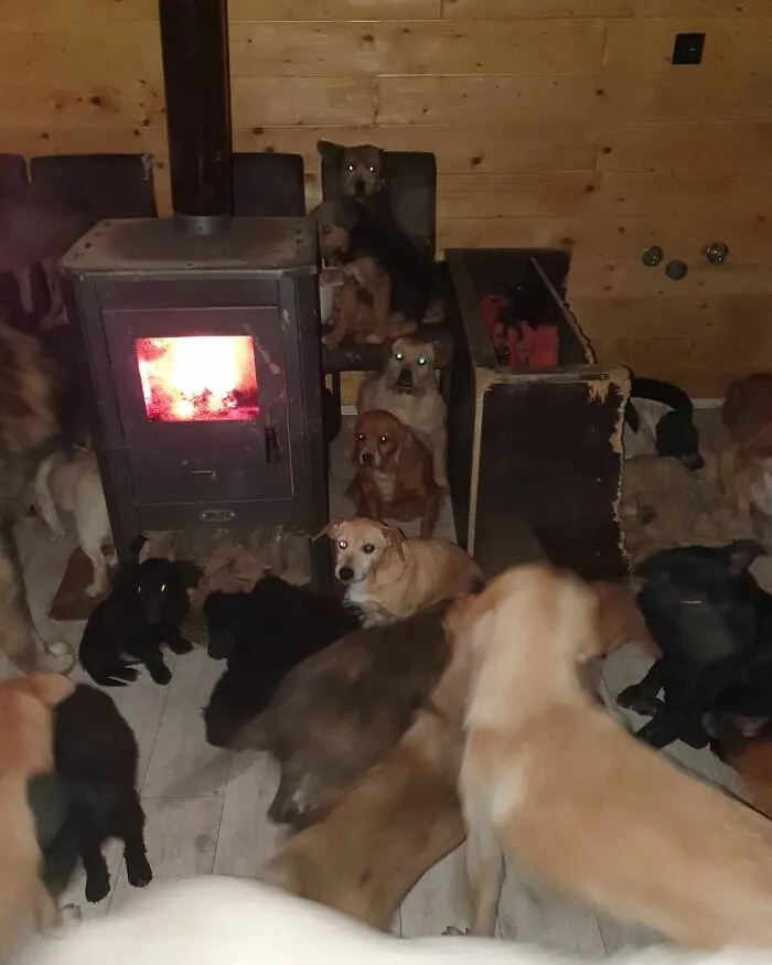 Serbian Man Started A Shelter With His Mother Over 20 Years Ago, Now He's Taking Care Of More Than A Thousand Dogs
