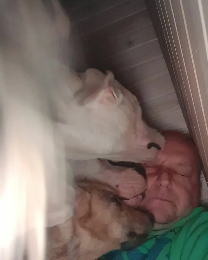 Serbian Man Started A Shelter With His Mother Over 20 Years Ago, Now He's Taking Care Of More Than A Thousand Dogs