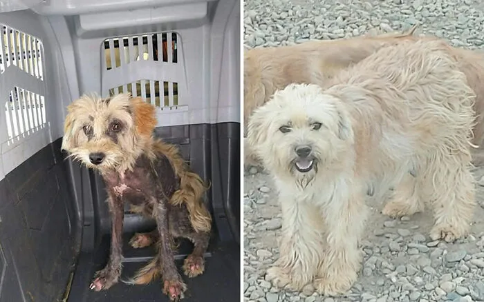 Serbian Man Started A Shelter With His Mother Over 20 Years Ago, Now He's Taking Care Of More Than A Thousand Dogs