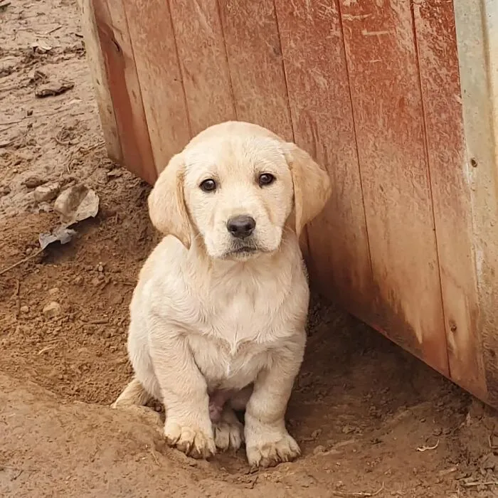 Serbian Man Started A Shelter With His Mother Over 20 Years Ago, Now He's Taking Care Of More Than A Thousand Dogs