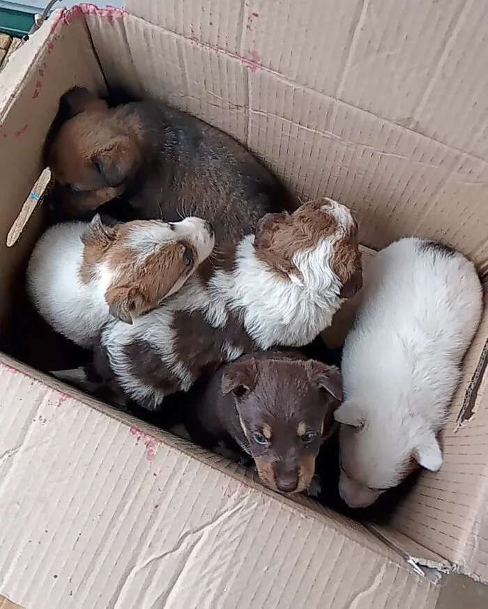 Serbian Man Started A Shelter With His Mother Over 20 Years Ago, Now He's Taking Care Of More Than A Thousand Dogs