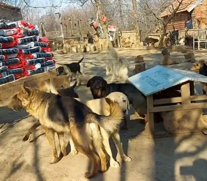 Serbian Man Started A Shelter With His Mother Over 20 Years Ago, Now He's Taking Care Of More Than A Thousand Dogs
