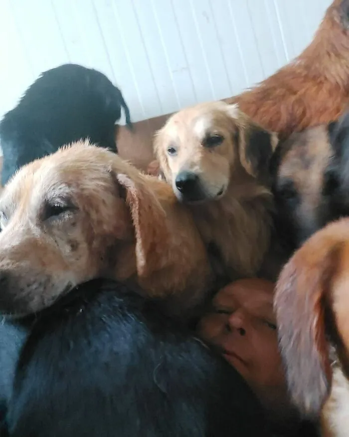 Serbian Man Started A Shelter With His Mother Over 20 Years Ago, Now He's Taking Care Of More Than A Thousand Dogs