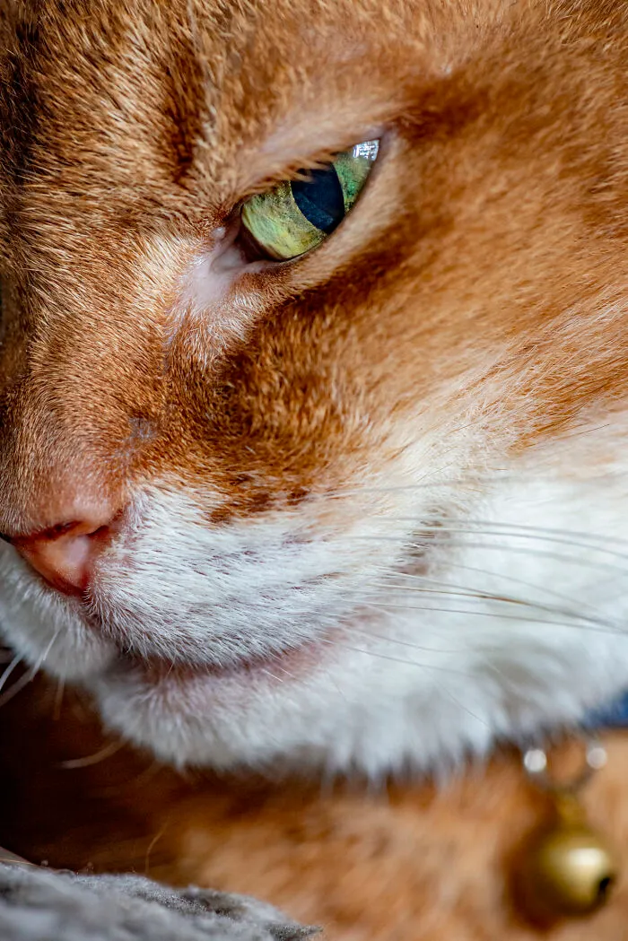 Our Lovely Mugi-Chan, 16 Years Old And In Failing Health.  Still The Most Beautiful Cat I Ever Saw.
