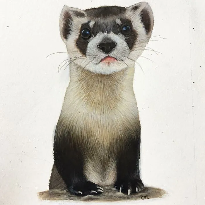 My Daughter Creates Hyper-Realistic Animal Portraits (30 Pics)