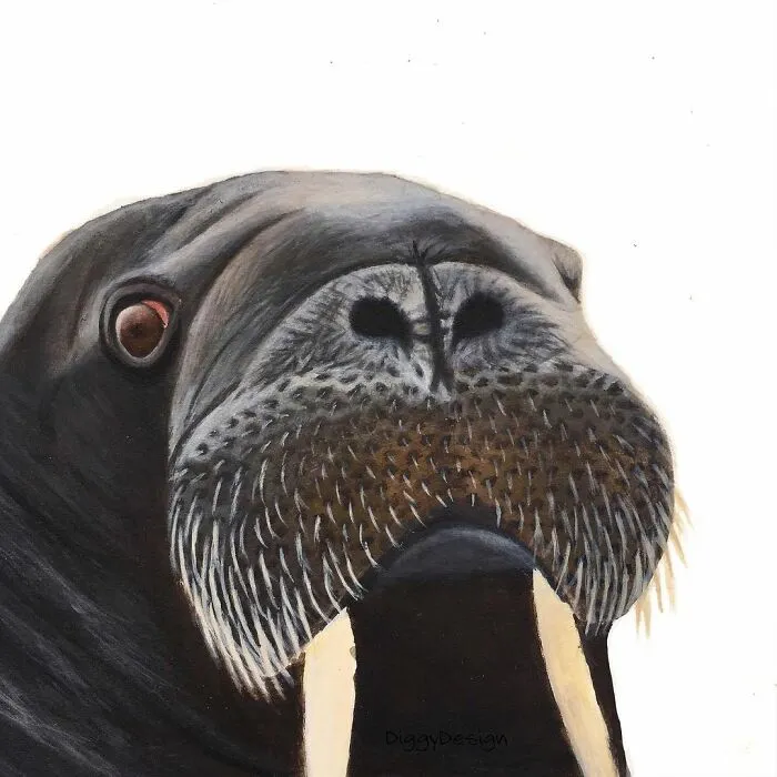 My Daughter Creates Hyper-Realistic Animal Portraits (30 Pics)